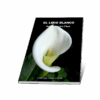 EL LIRIO BLANCO. SELENA MARRERO PLAZA - Imagen 7
