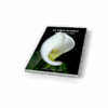 EL LIRIO BLANCO. SELENA MARRERO PLAZA - Imagen 2